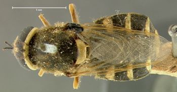 Media type: image; Entomology 12548   Aspect: habitus dorsal view